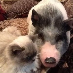 Meet your Posher, Darryl